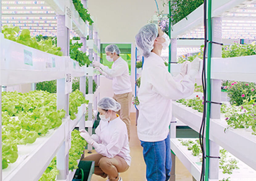 白衣とキャップを着用した作業員が、植物工場で野菜を栽培・管理している様子